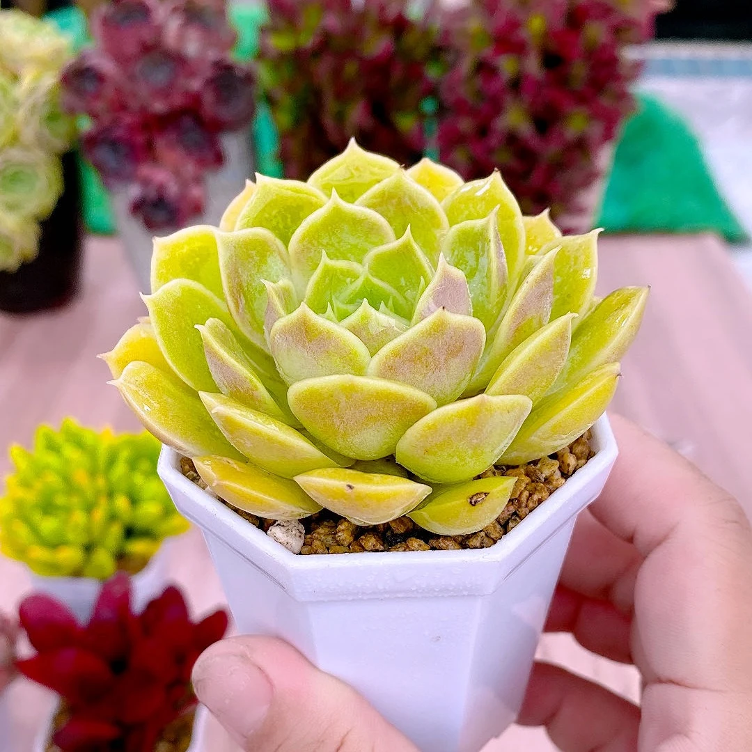 多肉植物昂斯诺送盆32