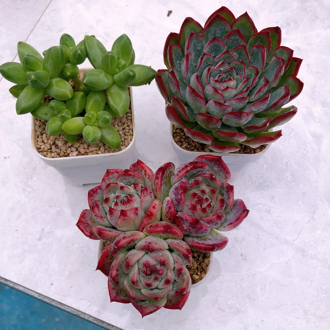 多肉植物组三千代田双水蜜桃双樱桃送盆土