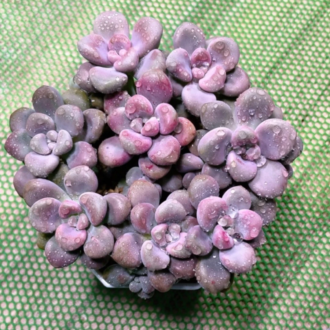 艾伦八颗多肉植物72