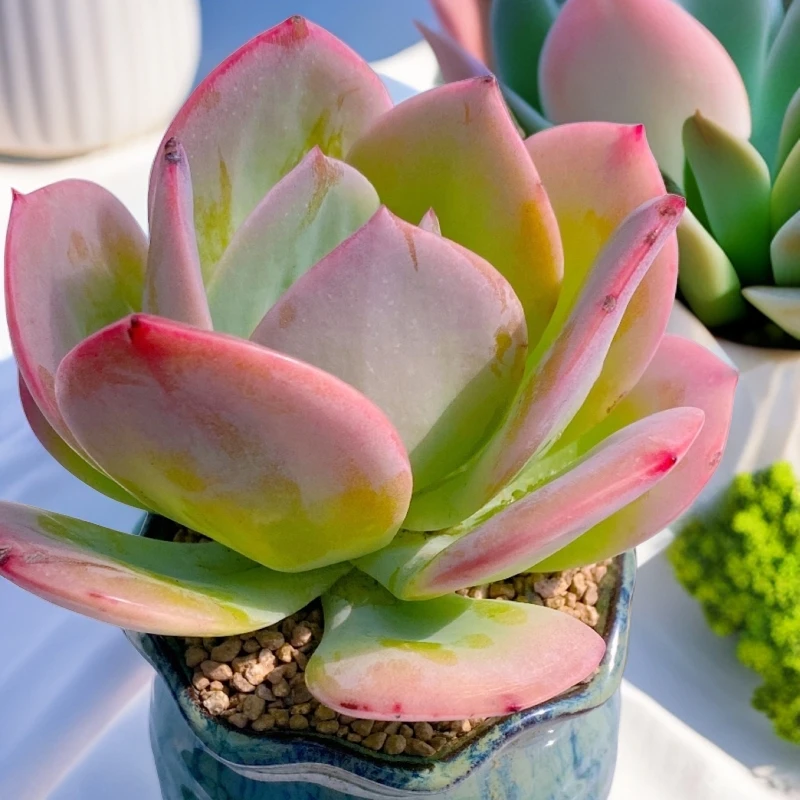 白凤多肉植物满 8.8 元包邮