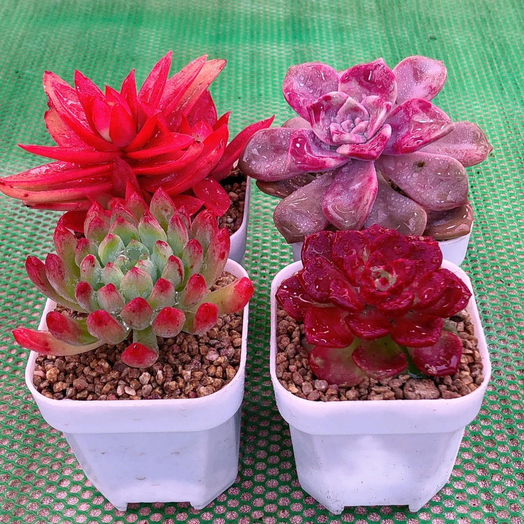 多肉植物火季紫乐蓝苹果火焰蒂亚送盆土50