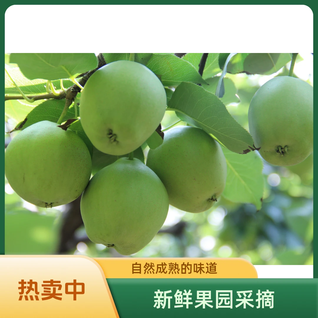 四川攀枝花高山小迷梨蜜梨早酥梨薄皮脆甜清香爽口3斤/5斤/8斤