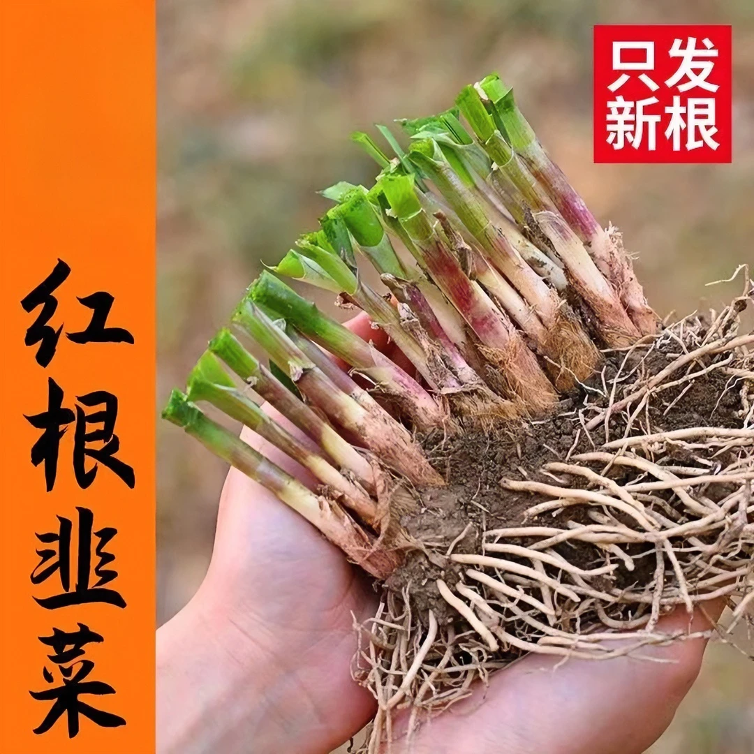 现挖韭菜根成活超宽叶紫根苗室内阳台庭院种菜四季盆景植物种植F1