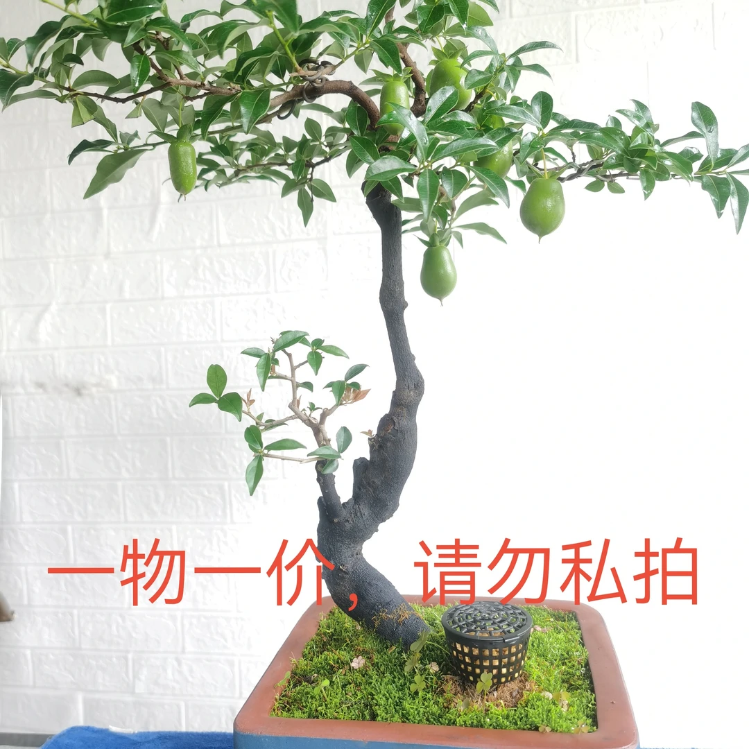金弹子盆景，一物一价，美化环境，净化空气。