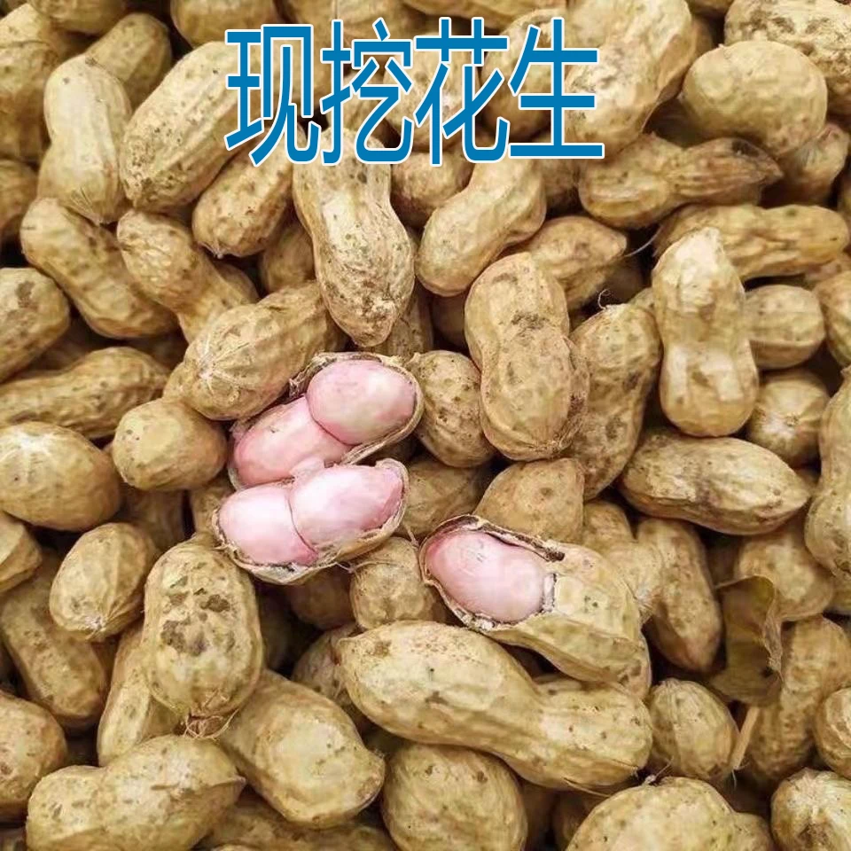2024年现挖新鲜花生带壳湿花生粉皮花生河南自种手工挑选大个花生