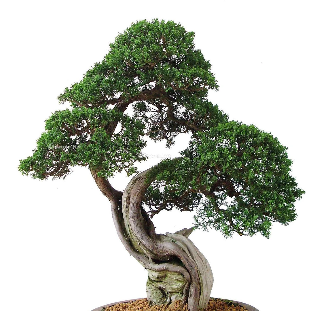 【一物一拍】济州真柏系鱼川老桩盆景黑松盆景高端造型松柏盆景