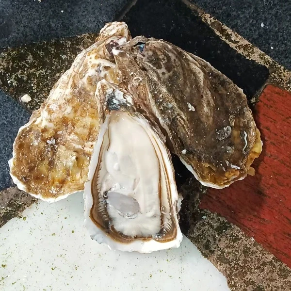 水产海鲜大脆蚝全壳生蚝鲜活烧烤刺身2500克广东省内顺丰包邮