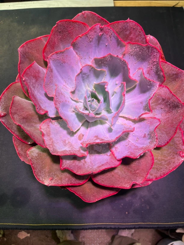 天空之城 老桩 精品贵货