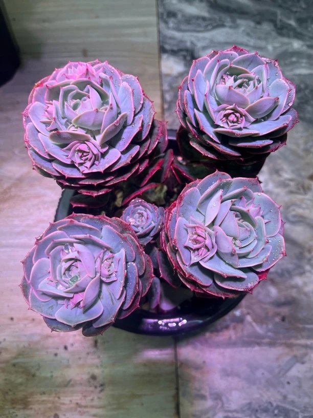 克罗地亚玫瑰 无砍老桩