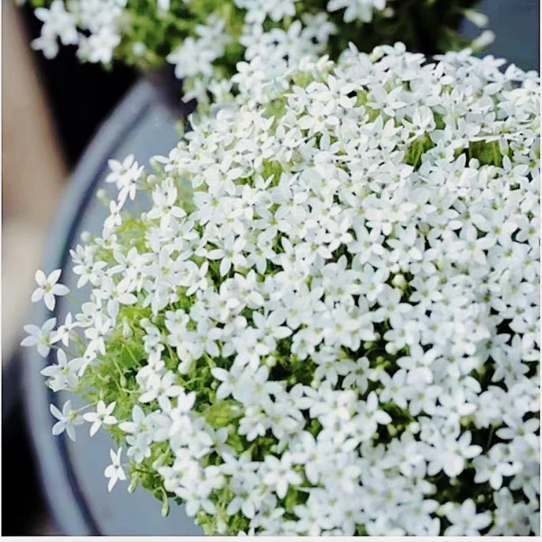 新西兰半边莲〖4盆包邮〗多年生耐寒耐热庭院地被开花植物