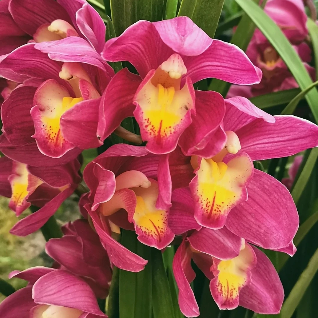 【国色天姿/大花蕙兰】精品年宵花 原盆原土发货 基地直发兰花