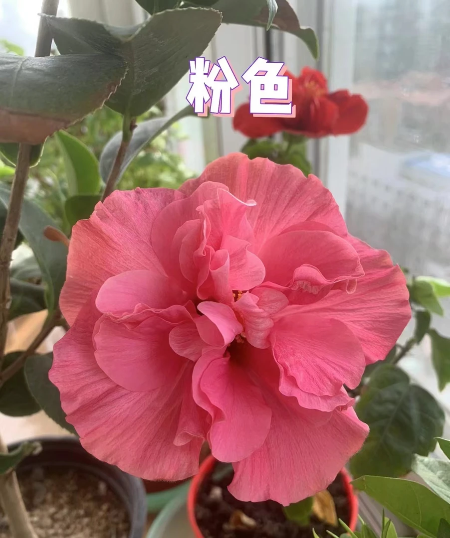 进口大花木槿重瓣四季开花好养爆花阳台庭院可种植原盆原土带花苞