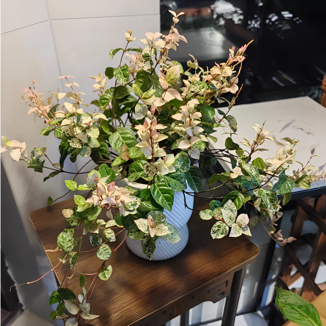 花叶络石彩叶络石四季垂吊夏季耐热耐寒阳台庭院书房绿植盆栽
