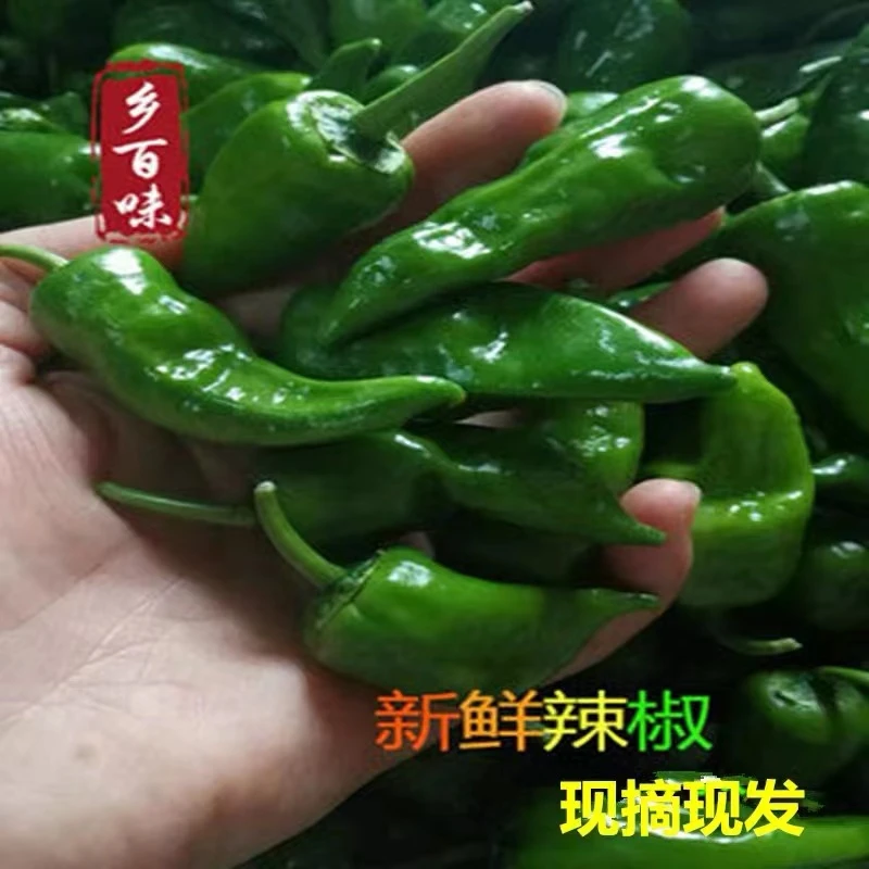余干辣椒江西特产余干土辣椒中特辣小辣椒 薄皮炒肉辣椒鲜香现摘
