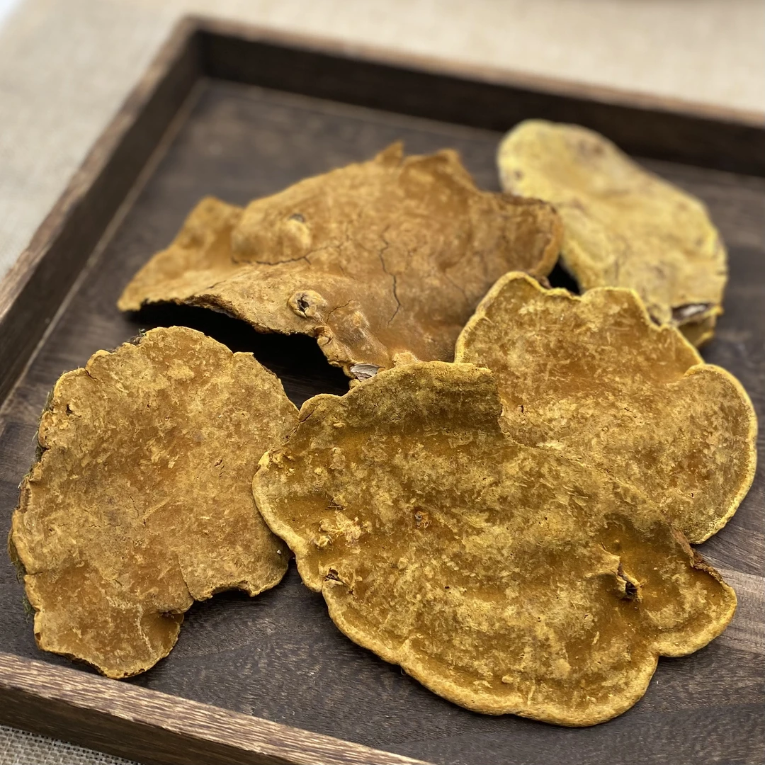 桑黄 （中号） 500克 /枸