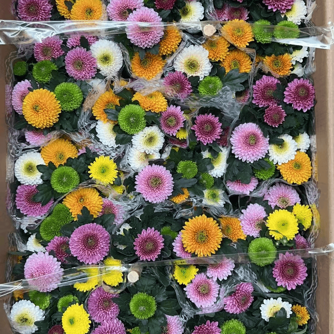 乒乓菊盆栽带花阳台庭院开花植物重瓣球形菊花苗四季好养绿植花卉
