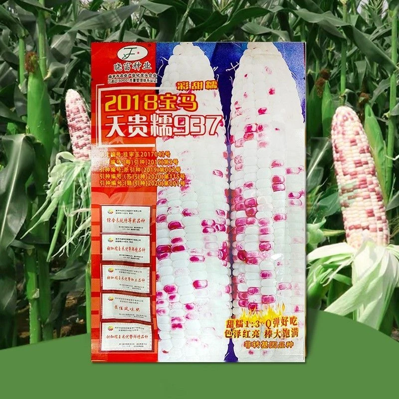 天贵糯937宝马2018彩甜糯玉米种子高产大棒早熟矮秆晓富蔬菜种子