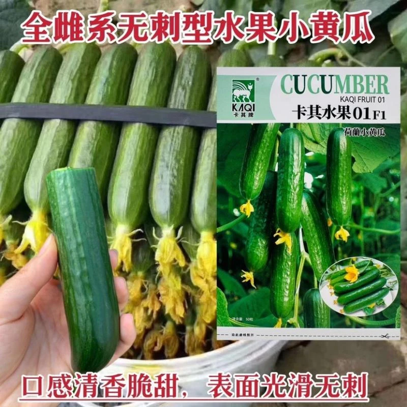 卡其水果01黄瓜种子光滑无刺小黄瓜种籽脆甜清香全雌型水果黄瓜种