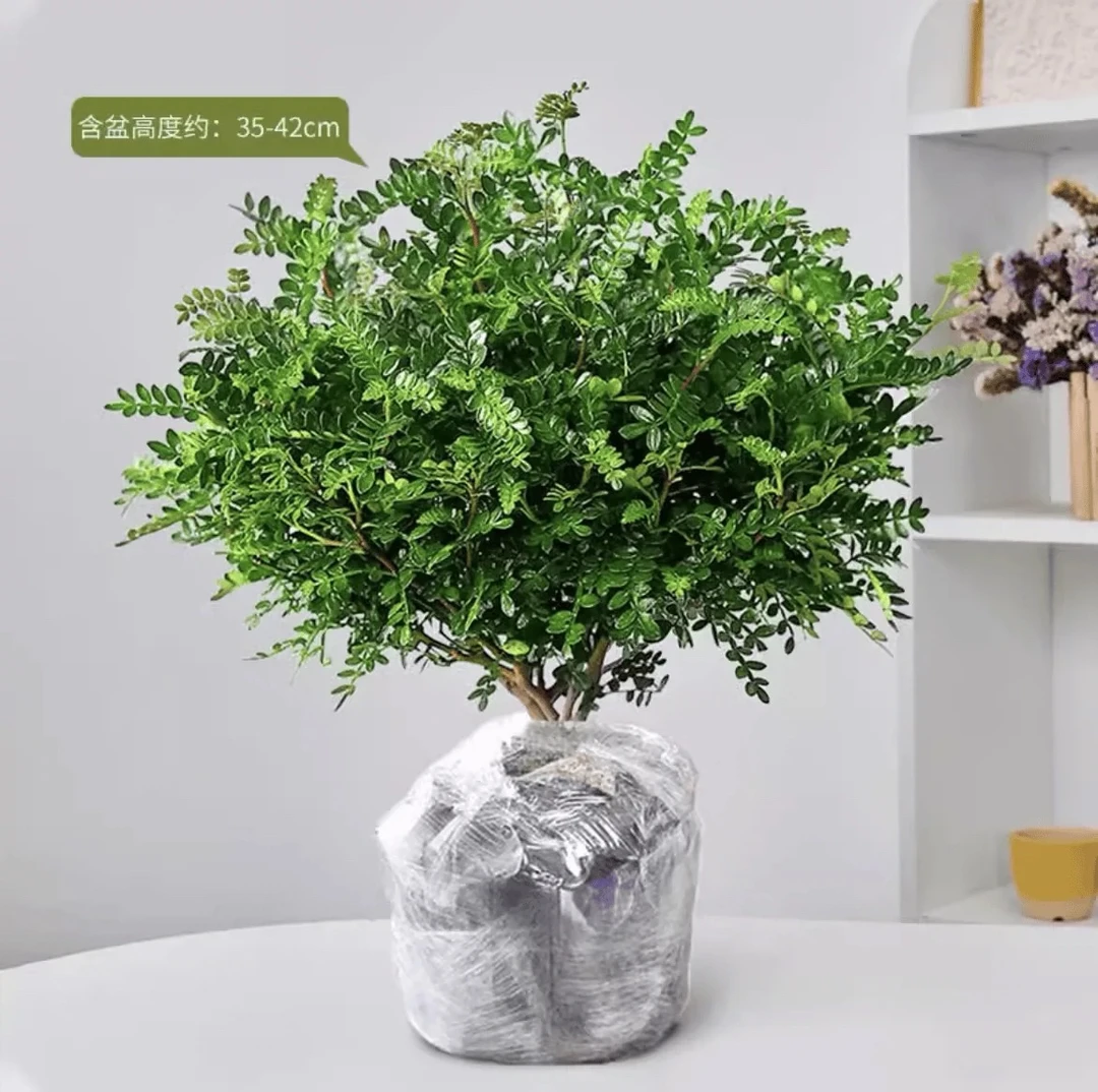 驱蚊草盆栽植物清香胡椒木花卉植物室内好养绿植九里香树苗茉莉花