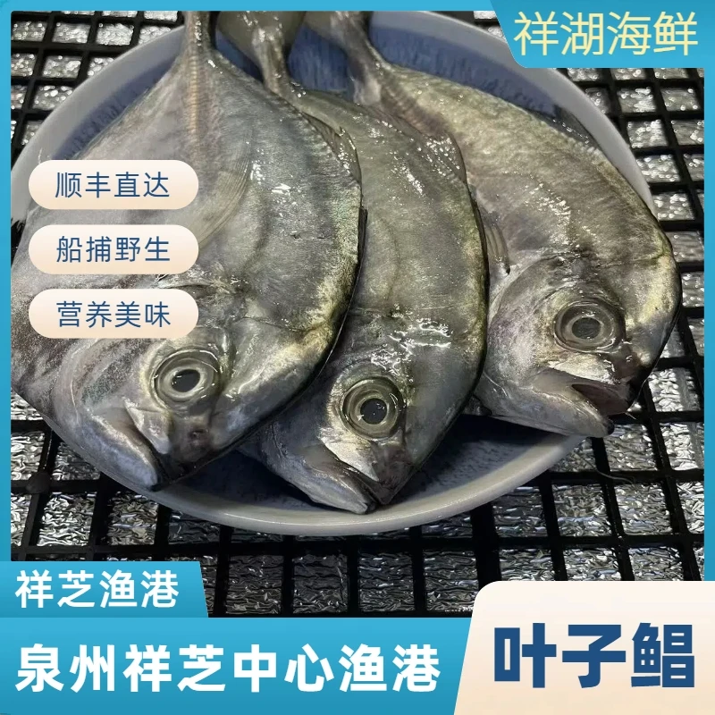叶子鲳鱼 泉州祥芝中心渔港野生船捕顺丰直达福利新鲜海鲜