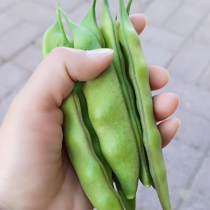 当季东北油豆角现摘新鲜蔬菜5斤无筋九月青