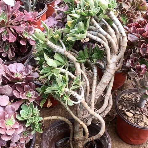 香付玫瑰玫瑰玫瑰