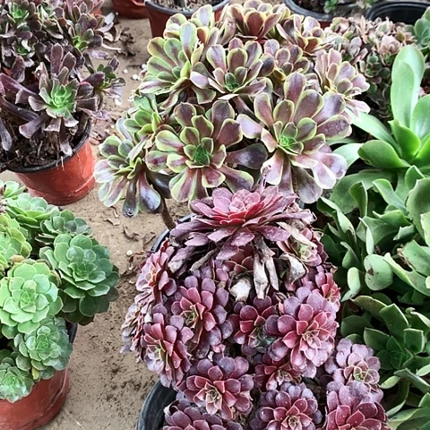 2棵玫瑰玫瑰玫瑰