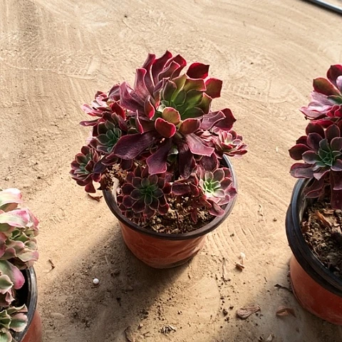 金丝雀玫瑰玫瑰玫