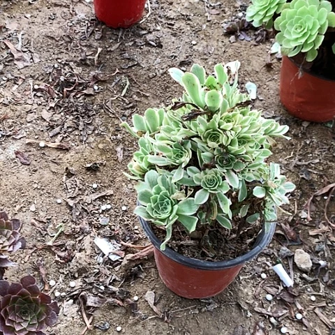 绿玫瑰玫瑰玫瑰玫