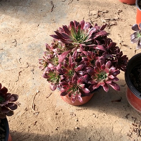 孔明锦玫瑰玫瑰玫瑰