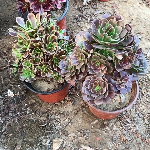 2棵玫瑰玫瑰玫瑰