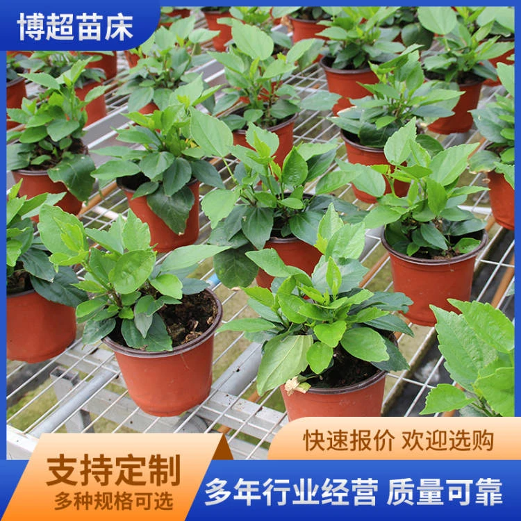 热镀锌网片移动苗床 花卉种植 移动苗床 育苗床 规格齐全