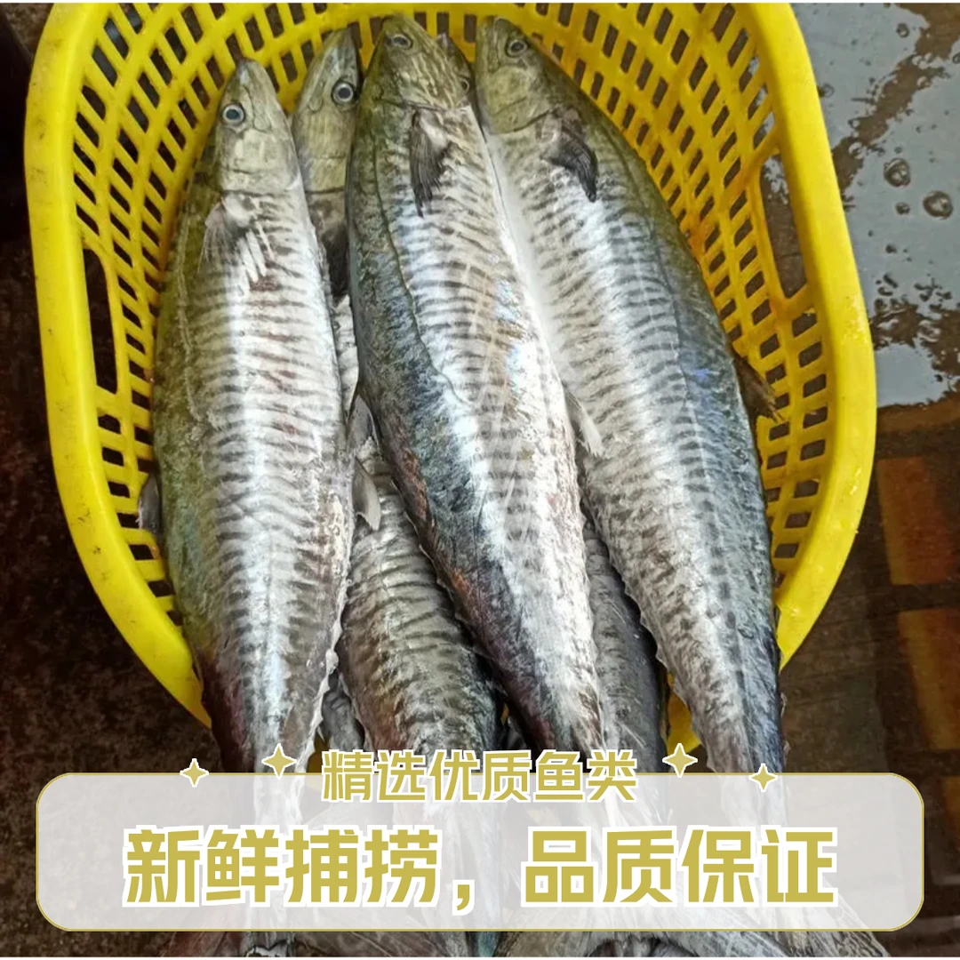 (10-12斤规格)自家渔船深海捕捞康氏马鲛鱼默认整鱼免费帮切片