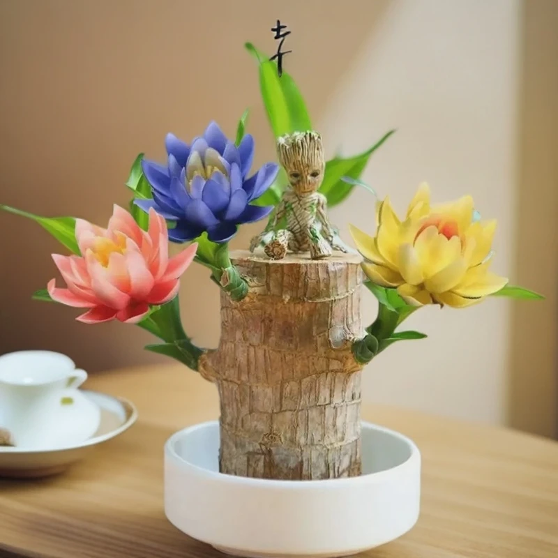 基地批发鸿运当头进口十年以上高档巴西木带芽发货幸运木水培养殖