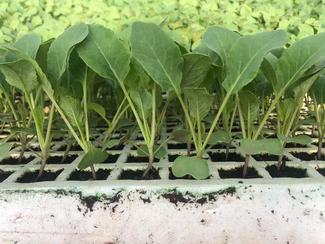 出售优质干漂松花苗