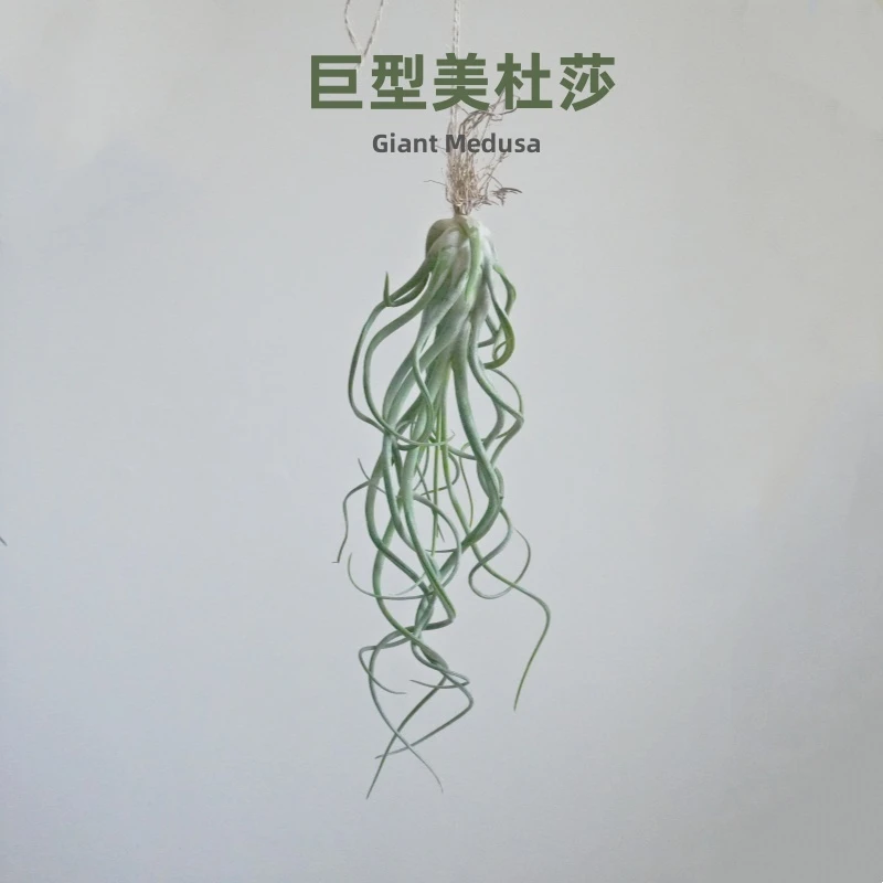 【巨型美杜莎】空气凤梨奇趣绿植美丽礼物仙气懒人植物摆件室内阳台