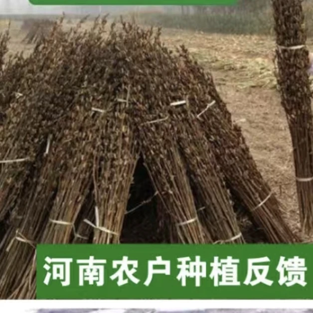 5克芝麻(体验包)黑芝麻2米4高现货