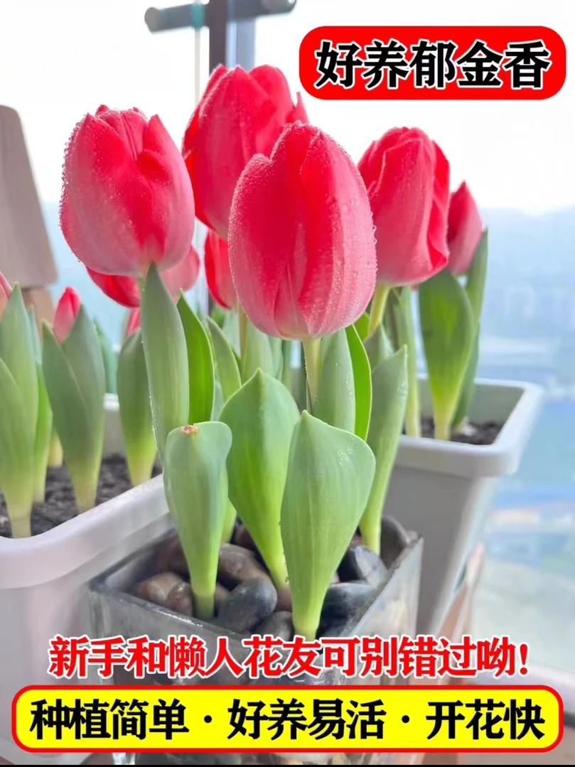 郁金香种球荷兰进口花卉盆栽水培开花快土培阳台盆栽花卉种子耐寒