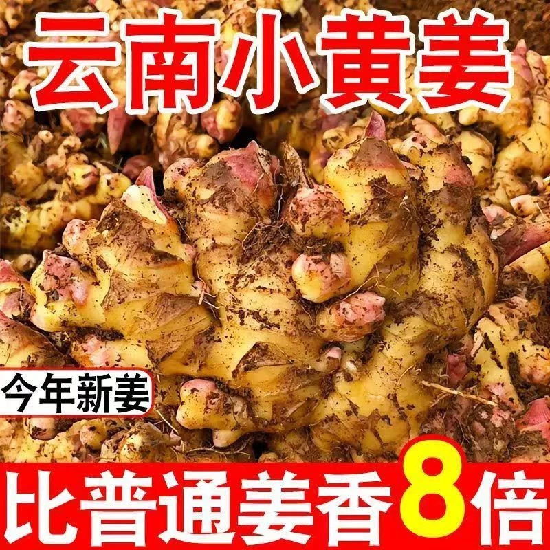 云南小黄姜新鲜生姜现挖高山种植沙姜老姜土姜蔬菜正宗云南小黄姜