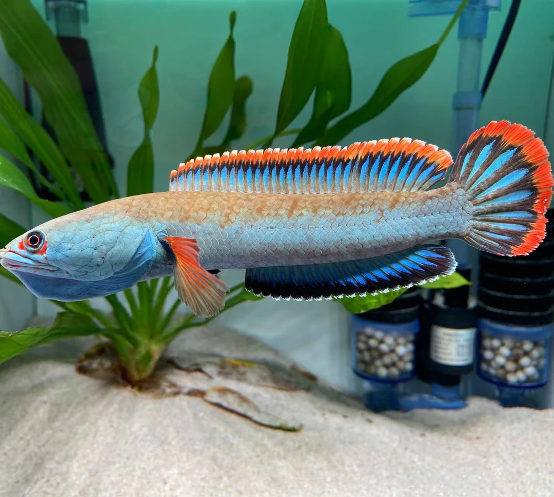 定水血斑雷龙鱼，冰火雷龙