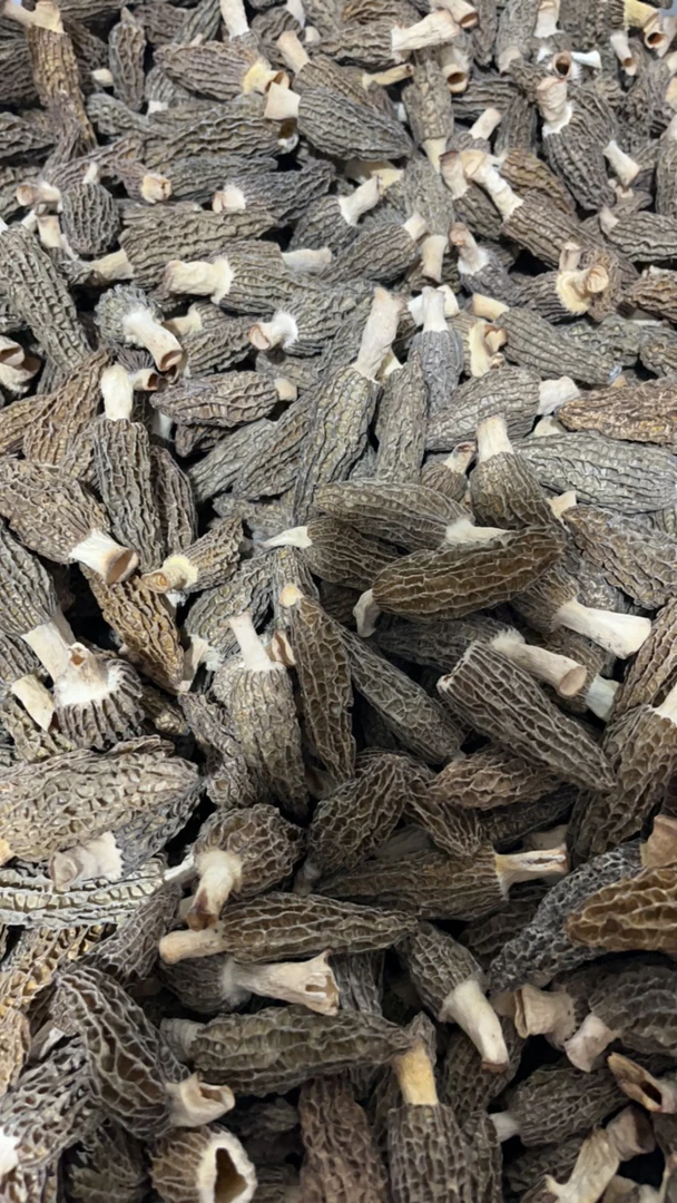 四川青川山区仿野生头茬厚肉细纹4-6厘米香香香羊肚菌