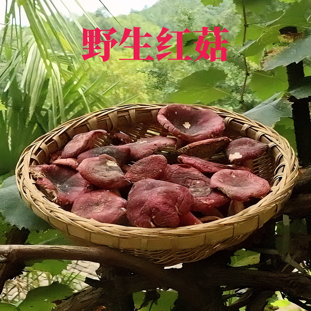 2025年新货小红菇月子菇福建特产小菇蕾开伞红菇野生红菇包邮