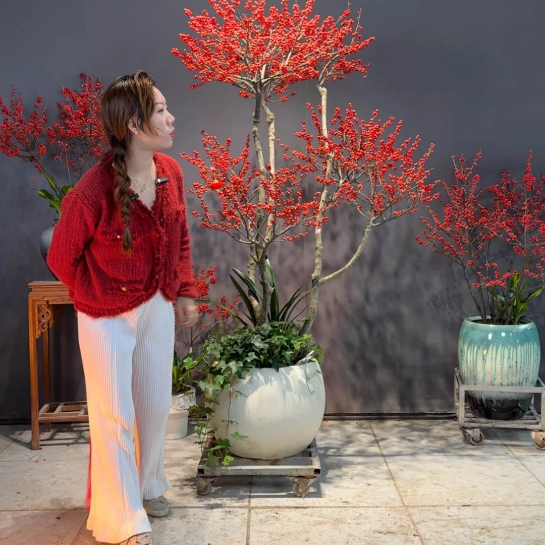 【闪购商品】红陶171cm(含)-200cm(含)戎*明