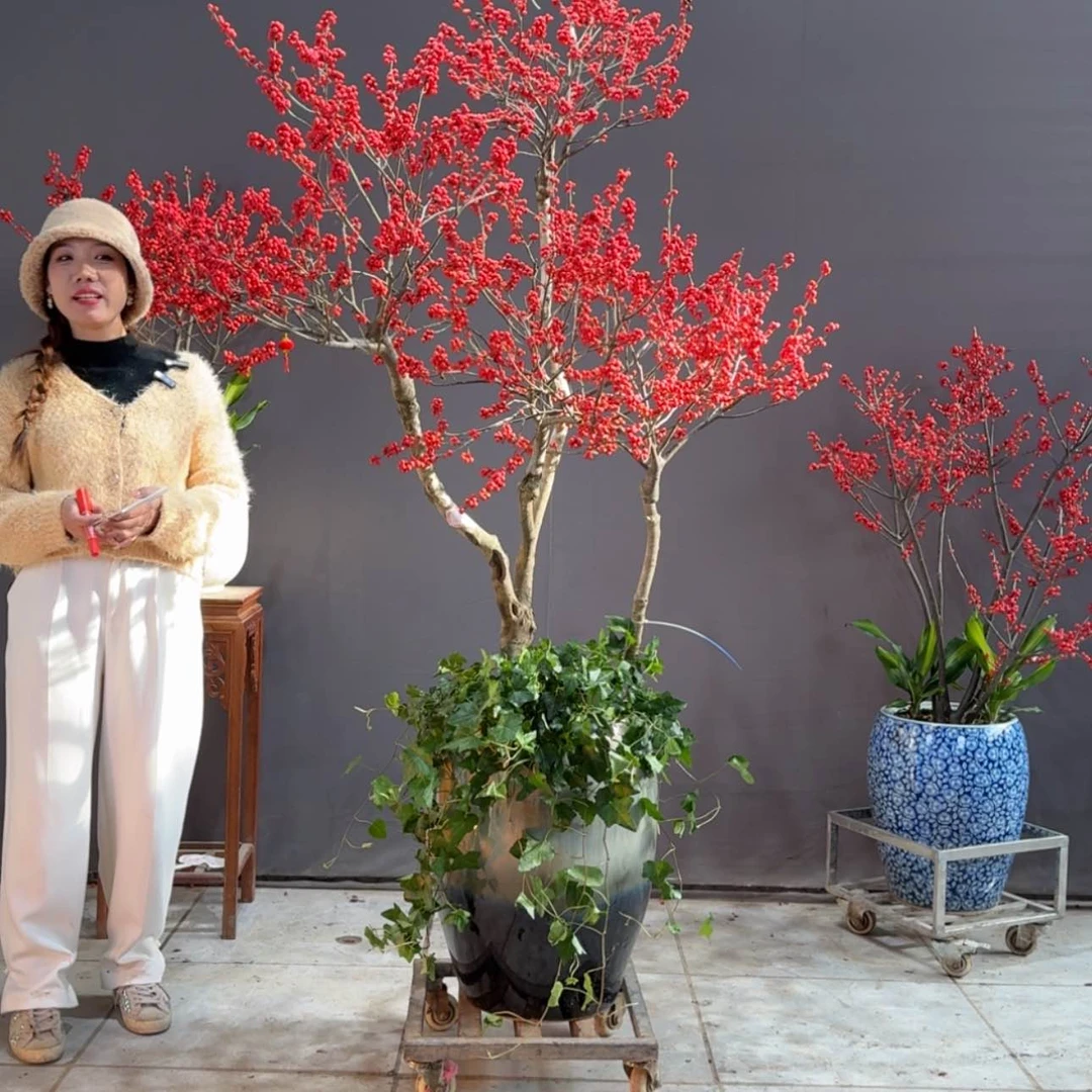 【闪购商品】红陶171cm(含)-200cm(含)果*