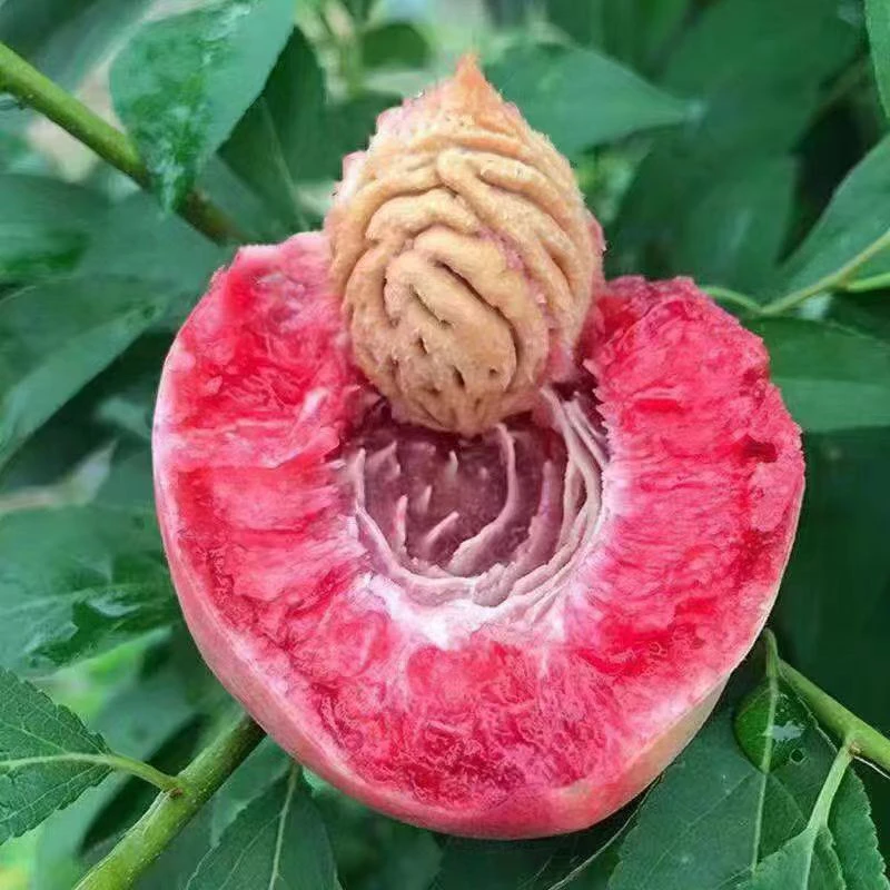 【头茬老树猪血桃】2025年老树红心血桃朱砂红胭脂红掰两半坏果包赔
