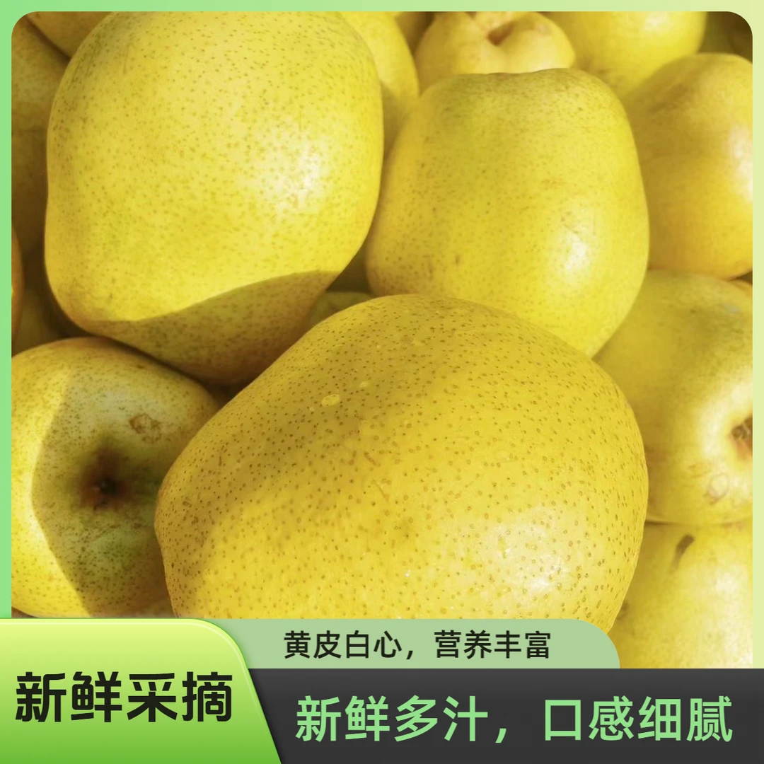 【中秋好礼】河北特产雪花梨3斤左右新鲜采摘产地直发秋梨膏原料