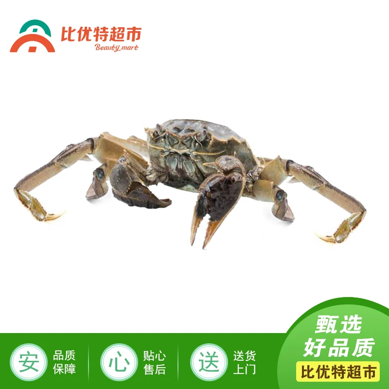 兴化大闸蟹母蟹2.7两（1只）