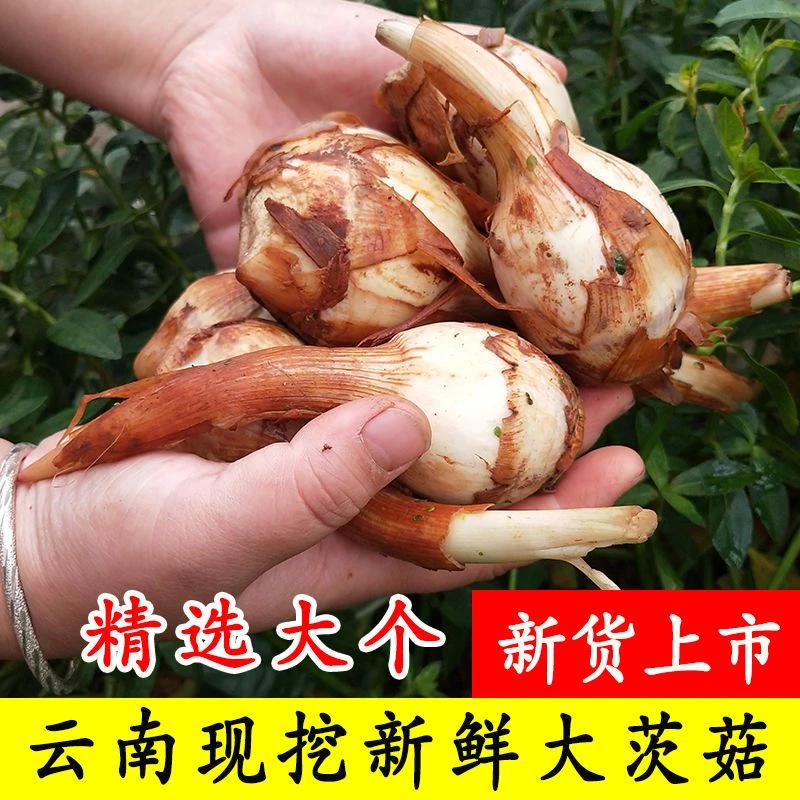 云南白茨菇新鲜现挖大号慈菇农家茨菇白慈姑新鲜蔬菜茨菰