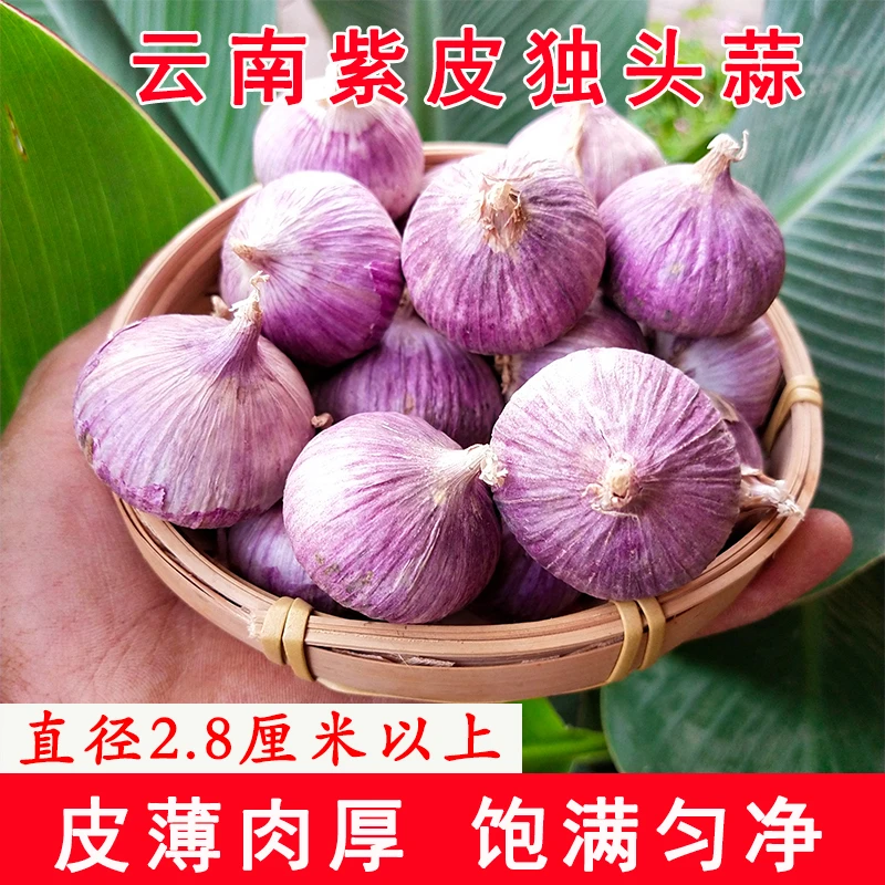 云南独头蒜大蒜头紫皮大蒜新鲜独蒜红皮新蒜大蒜头独头大蒜大果