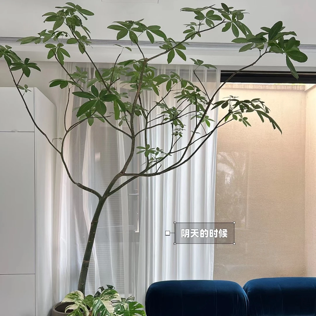 原生发财树单飘造型老桩意境高级氛围感奶油极简原木百搭净化空气